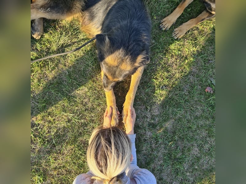 Tarja ein sanfte große Hündin