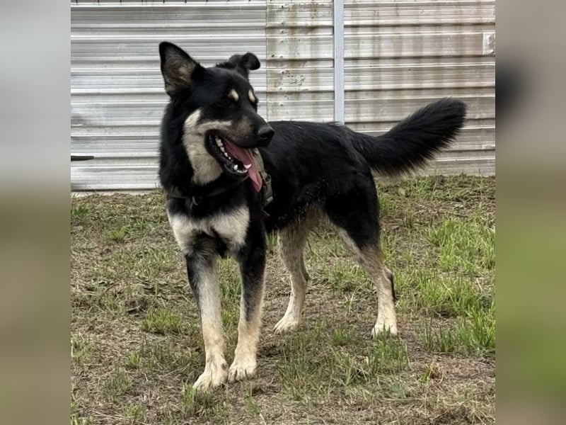 Rocky ein schlauer Kerl