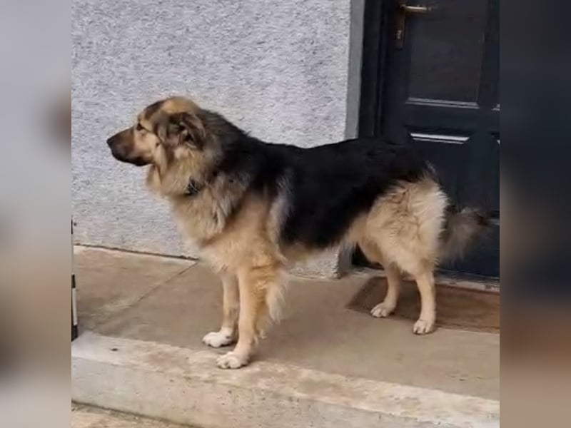 Aron ein gutmütiger großer Bub