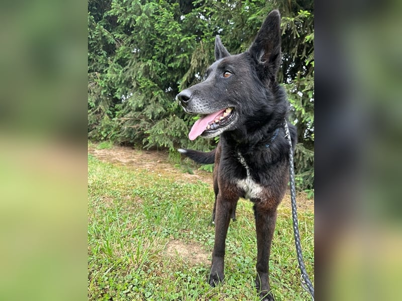 Woolfie möchte erfahren wie schön das Leben sein kann