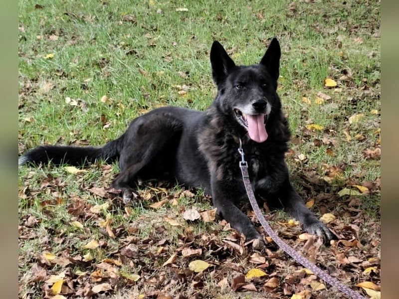 Woolfie ein wundervoller hinter Gittern