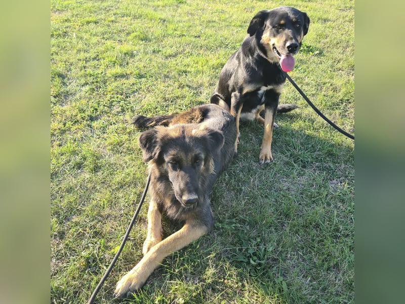 Tarja ein sanfte große Hündin