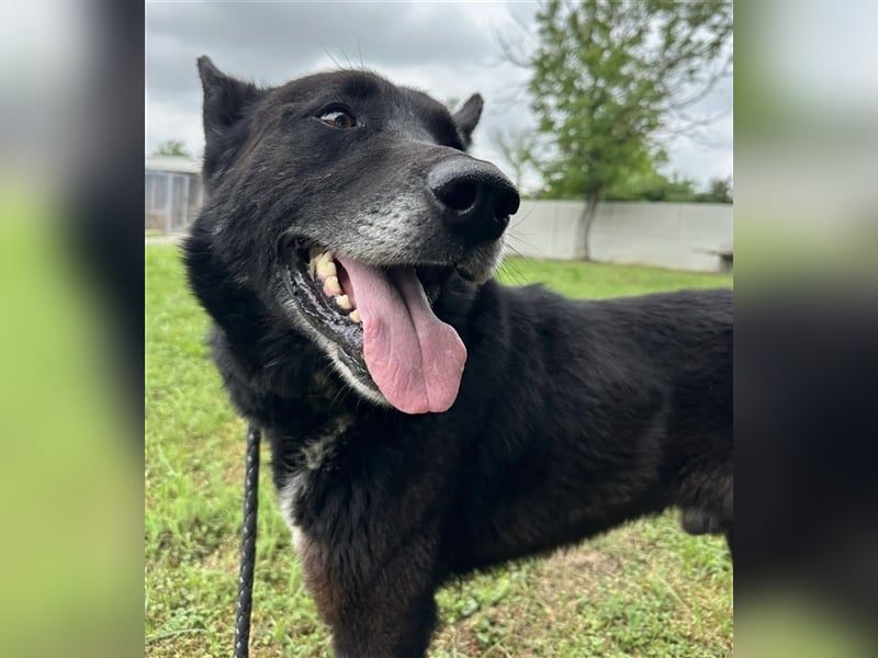 Woolfie möchte erfahren wie schön das Leben sein kann