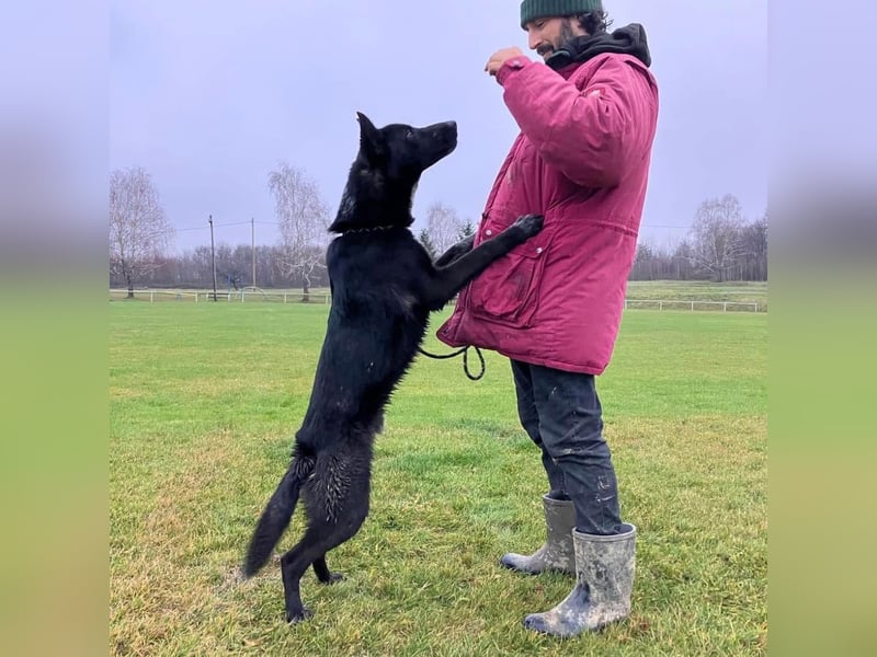 Dino wieder im Tierheim