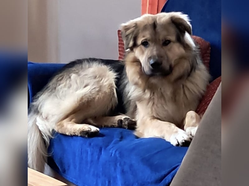 Aron ein gutmütiger großer Bub