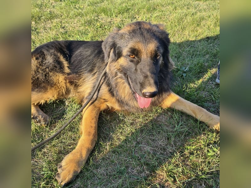 Tarja ein sanfte große Hündin