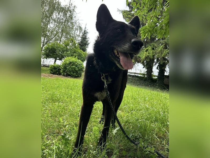 Woolfie möchte erfahren wie schön das Leben sein kann