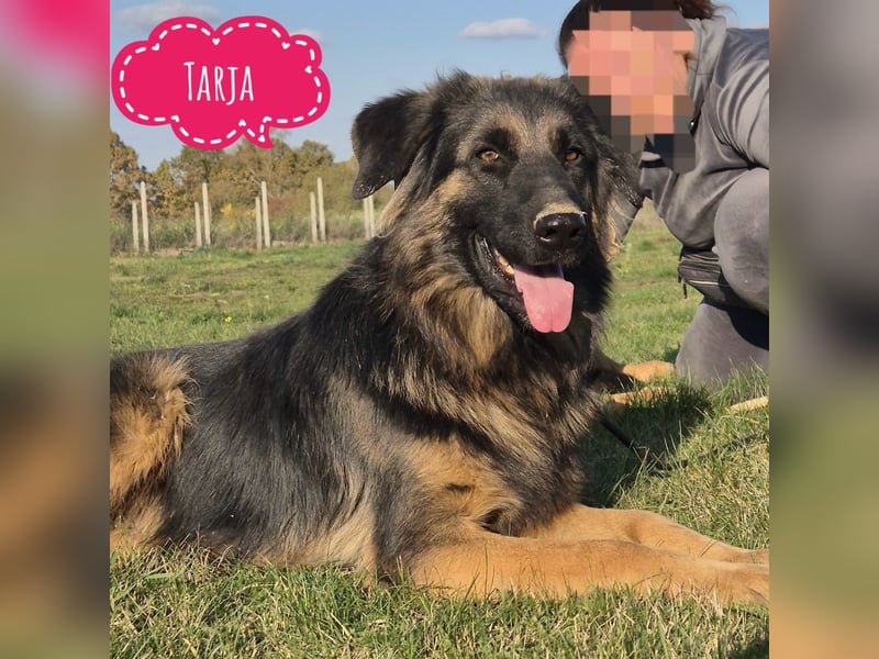 Tarja ein sanfte große Hündin