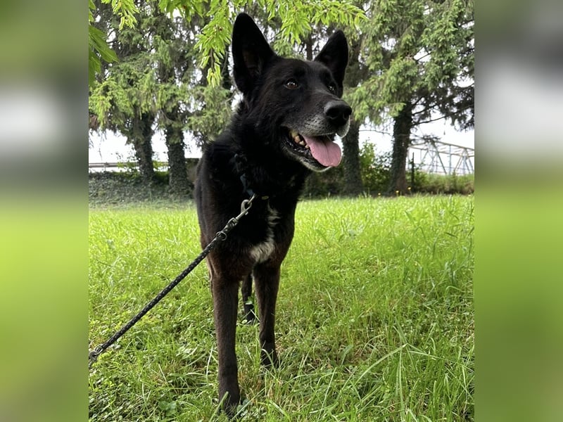 Woolfie möchte erfahren wie schön das Leben sein kann