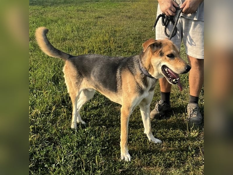 Dinko ein aktiver freundlicher Kerl