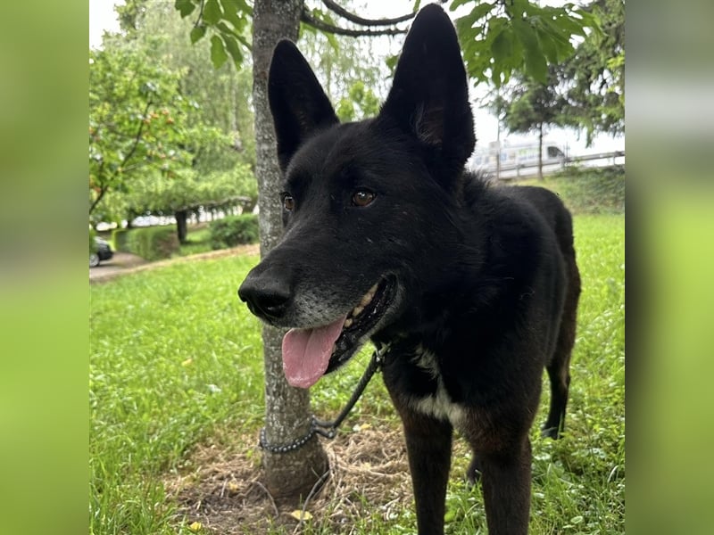 Woolfie möchte erfahren wie schön das Leben sein kann