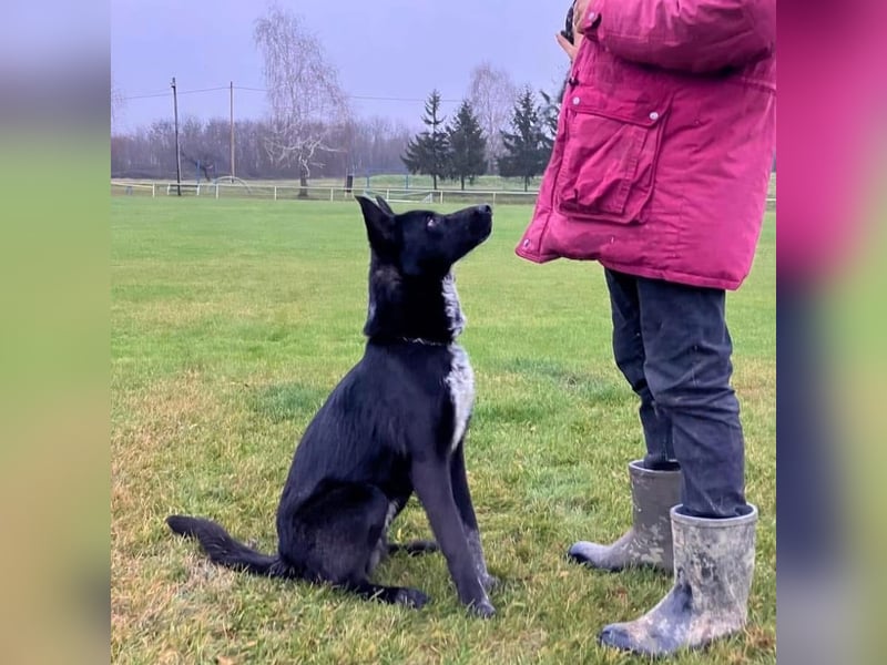Dino wieder im Tierheim