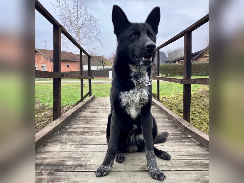 Dino wieder im Tierheim