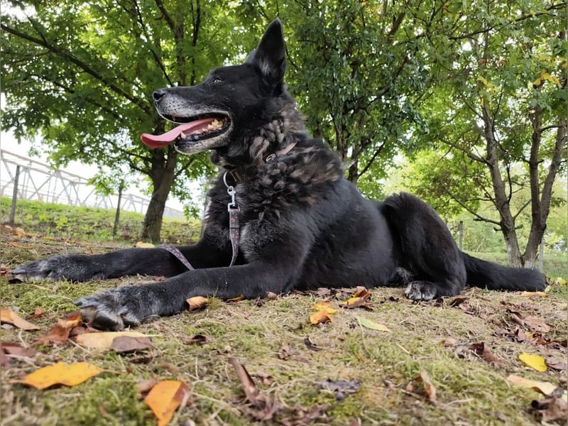 Woolfie ein wundervoller hinter Gittern