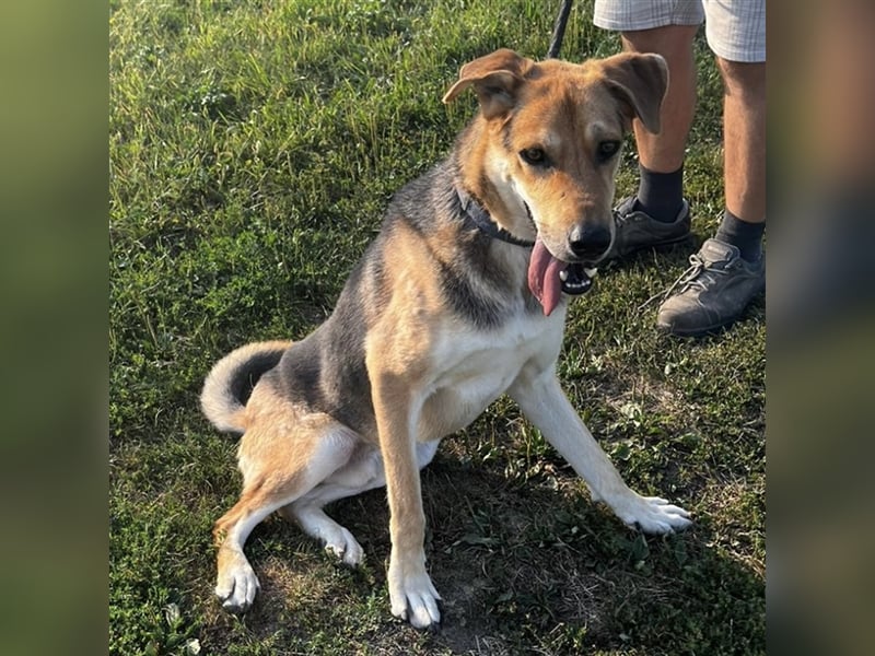 Dinko ein aktiver freundlicher Kerl