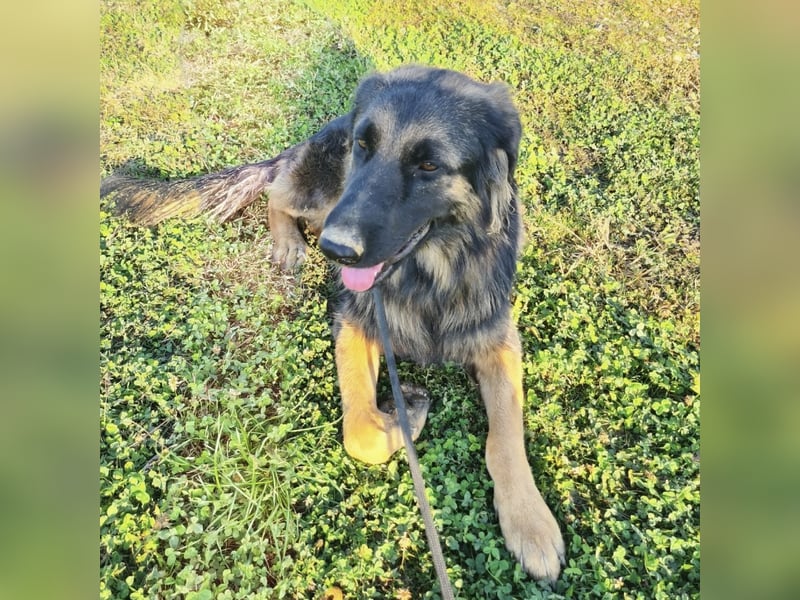 Tarja ein sanfte große Hündin