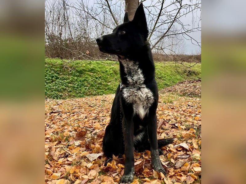 Dino wieder im Tierheim