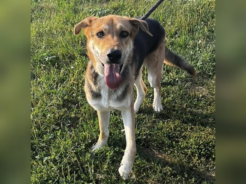 Dinko ein aktiver freundlicher Kerl