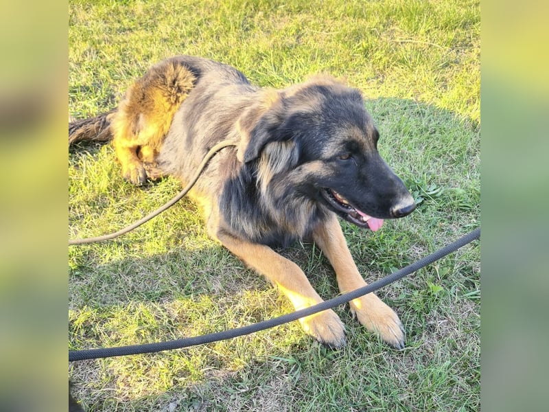 Tarja ein sanfte große Hündin