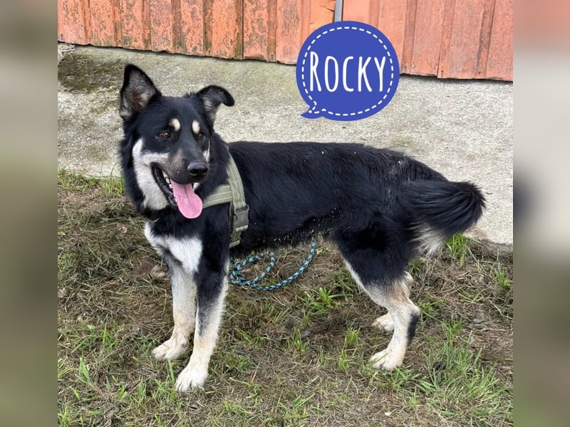 Rocky ein schlauer Kerl