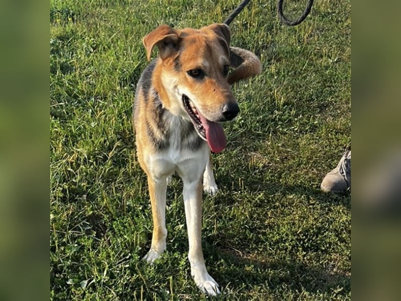 Dinko ein aktiver freundlicher Kerl