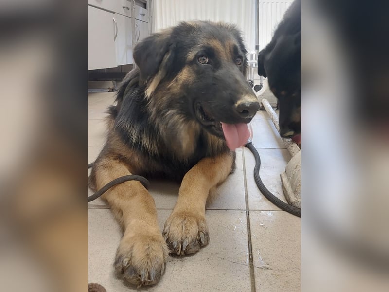 Tarja ein sanfte große Hündin