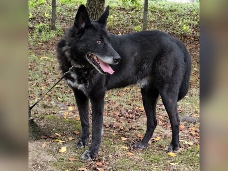 Woolfie ein wundervoller hinter Gittern