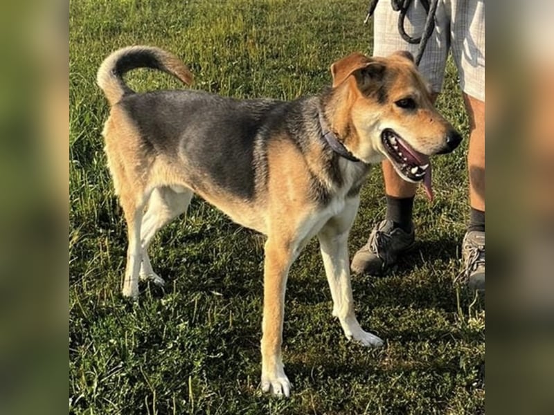 Dinko ein aktiver freundlicher Kerl