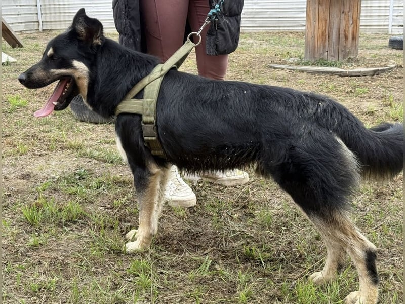 Rocky ein schlauer Kerl
