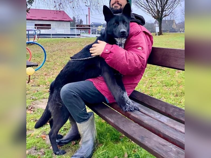 Dino wieder im Tierheim