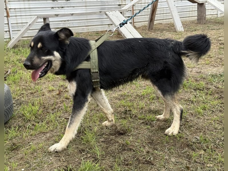 Rocky ein schlauer Kerl