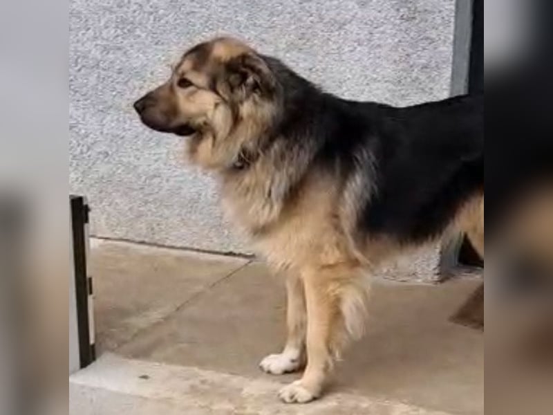 Aron ein gutmütiger großer Bub