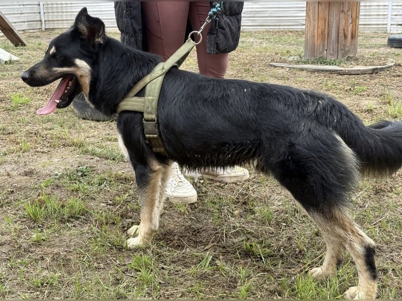 Rocky ein schlauer Kerl