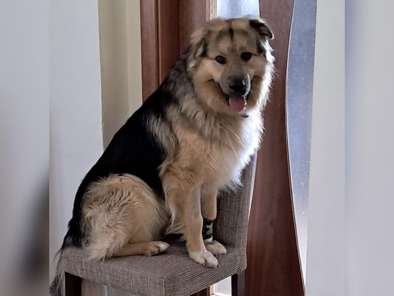 Aron ein gutmütiger großer Bub