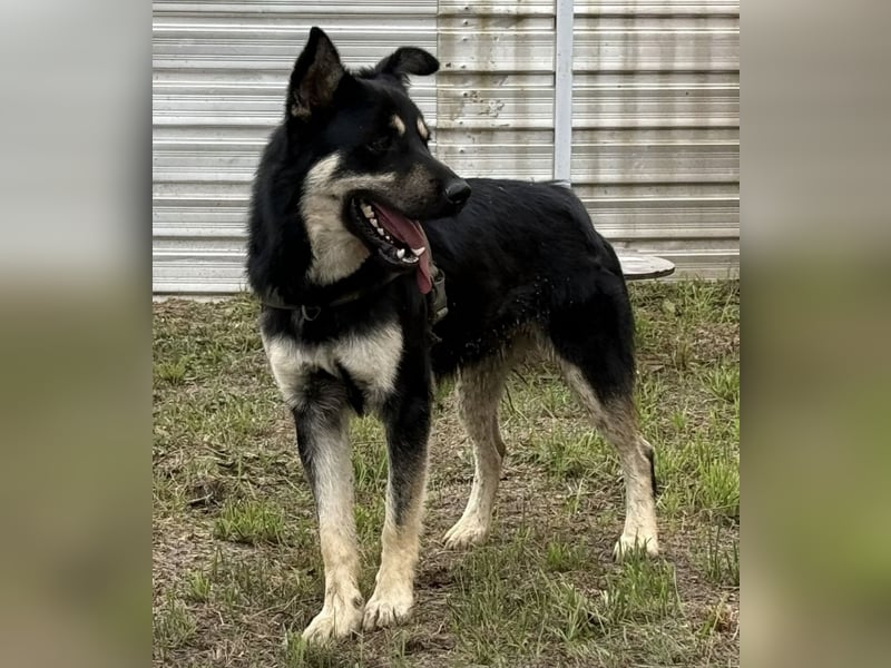 Rocky ein schlauer Kerl