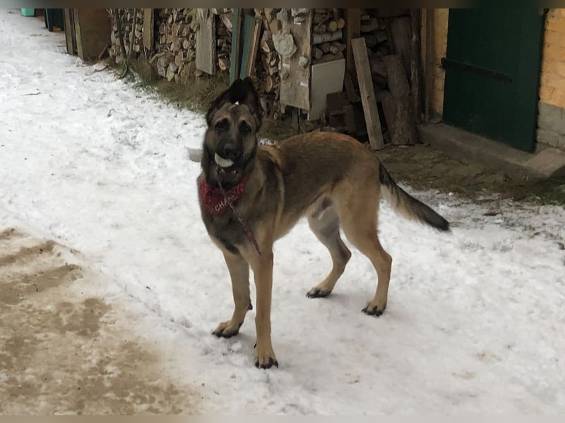 Charlie sucht ein liebevolles Zuhause !