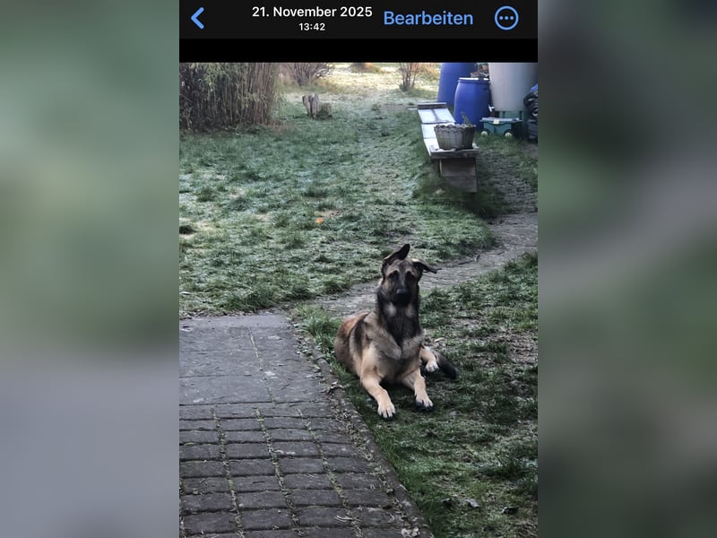 Charlie sucht ein liebevolles Zuhause !