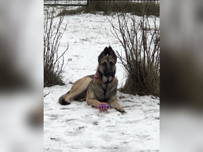 Charlie sucht ein liebevolles Zuhause !