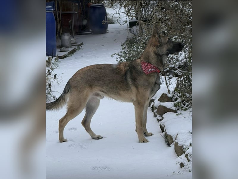 Charlie sucht ein liebevolles Zuhause !