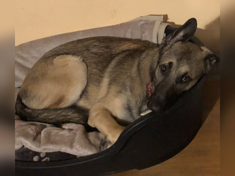 Charlie sucht ein liebevolles Zuhause !