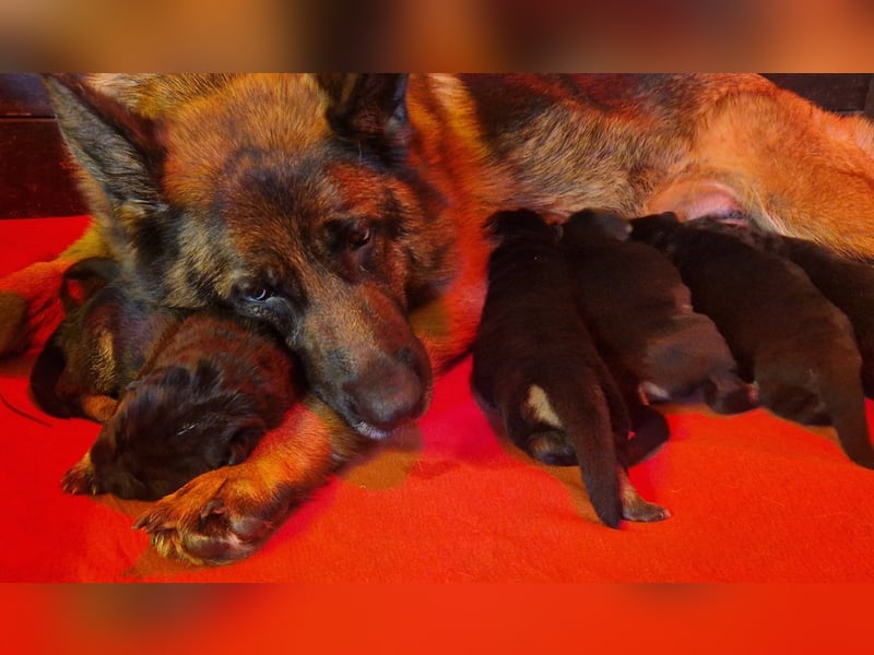 Sehr schöne Deutsche Schäferhundwelpen aus Kör- und Leistungszucht