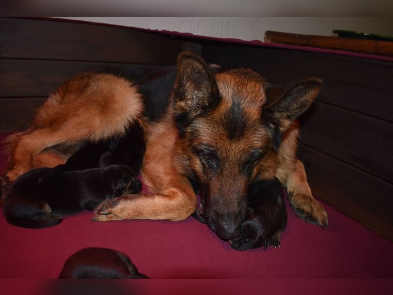 Sehr schöne Schäferhundwelpen aus Kör- und Leistungszucht