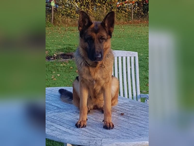 Sehr schöne Schäferhundwelpen aus Kör- und Leistungszucht