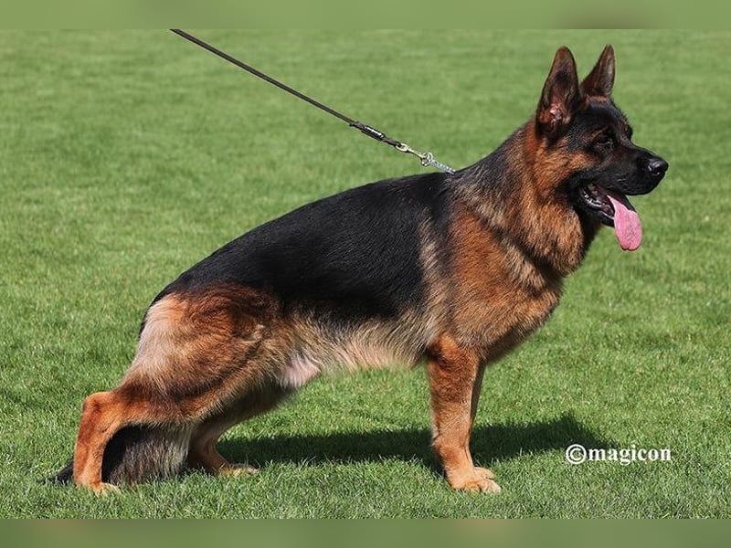 Sehr schöne Schäferhundwelpen aus Kör- und Leistungszucht