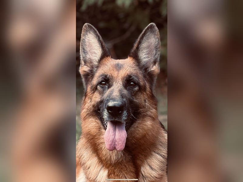 Deutscher Schäferhund  deutsche Schäferhunde