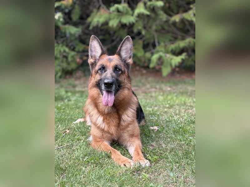 Deutscher Schäferhund  deutsche Schäferhunde