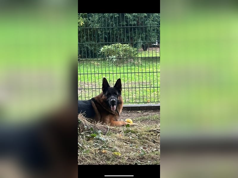 Deutscher Schäferhund  deutsche Schäferhunde