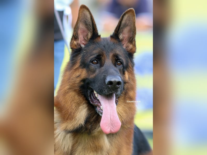 Deutscher Schäferhund  deutsche Schäferhunde