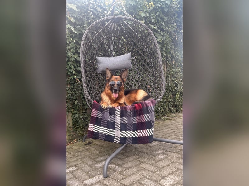 Deutscher Schäferhund  deutsche Schäferhunde