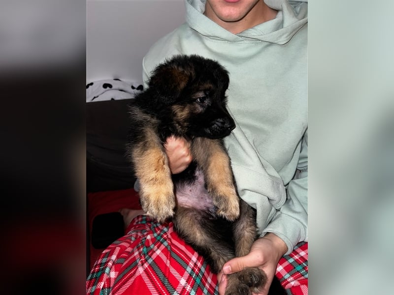 Deutscher Schäferhund Welpen - Berlin nähe